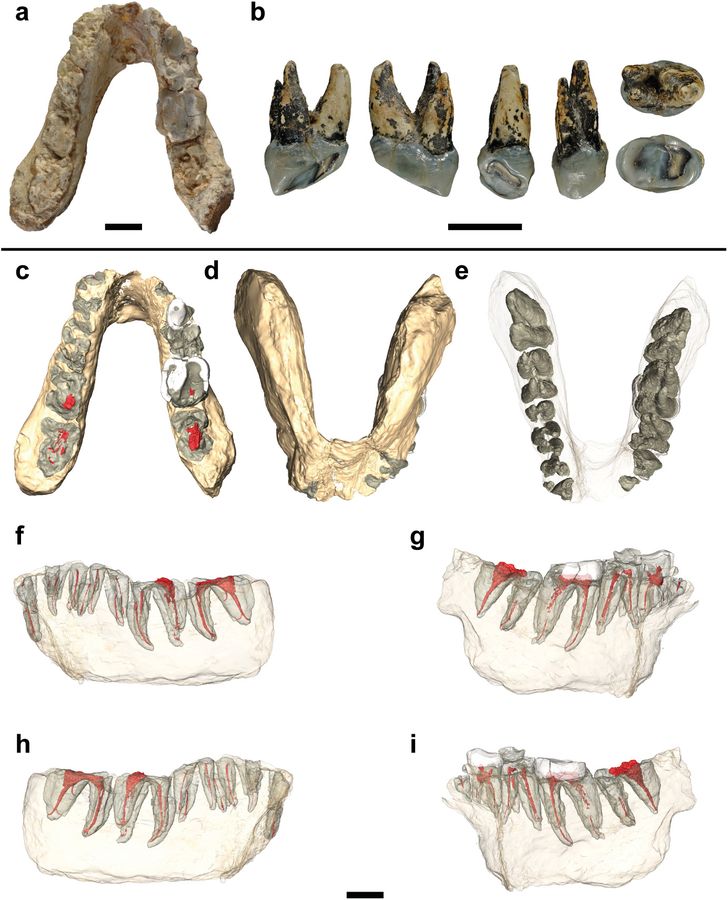 Graecopithecus: Ein Affe mit aufrechtem Gang in Europa?