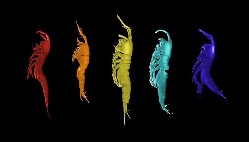 Versteckte Vielfalt: Fünf neue Krebsarten in der Nordsee entdeckt