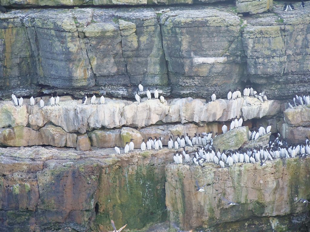Ökologische Zusammenhänge: Wie Vogelkot und Vegetation Inseln retten