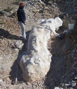 Ein großer Dino in Argentinien