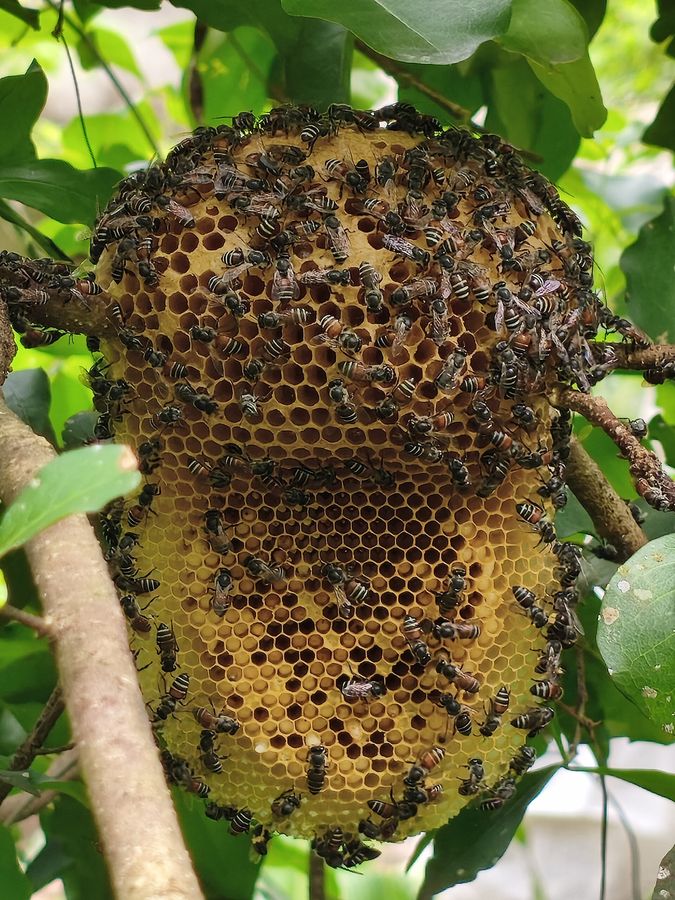 Wie Bienenköniginnen mit Gift umgehen