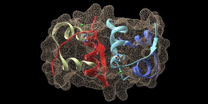 Die Rolle der Chaperone in der Proteinfaltung