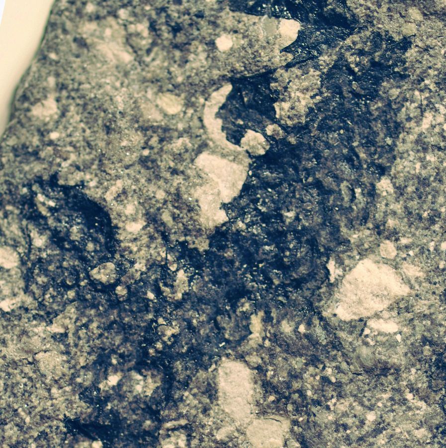 Prototaxites: Ein urzeitliches Rätsel