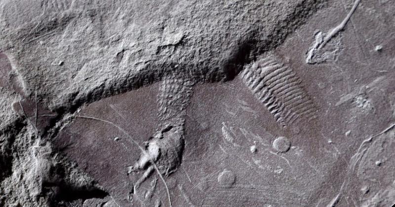 Einblick in die Urzeit: Die ältesten Reptilienschuppen