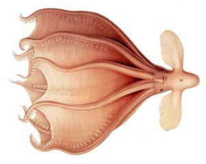 Die Riesenoktopusse der Kreidezeit: Neue Einblicke in die Evolution und Ökologie urzeitlicher Kopffüßer