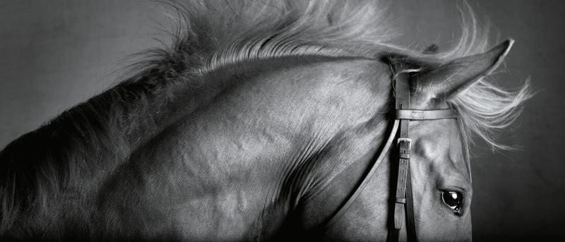 Die Geschichte der Pferde und Menschen