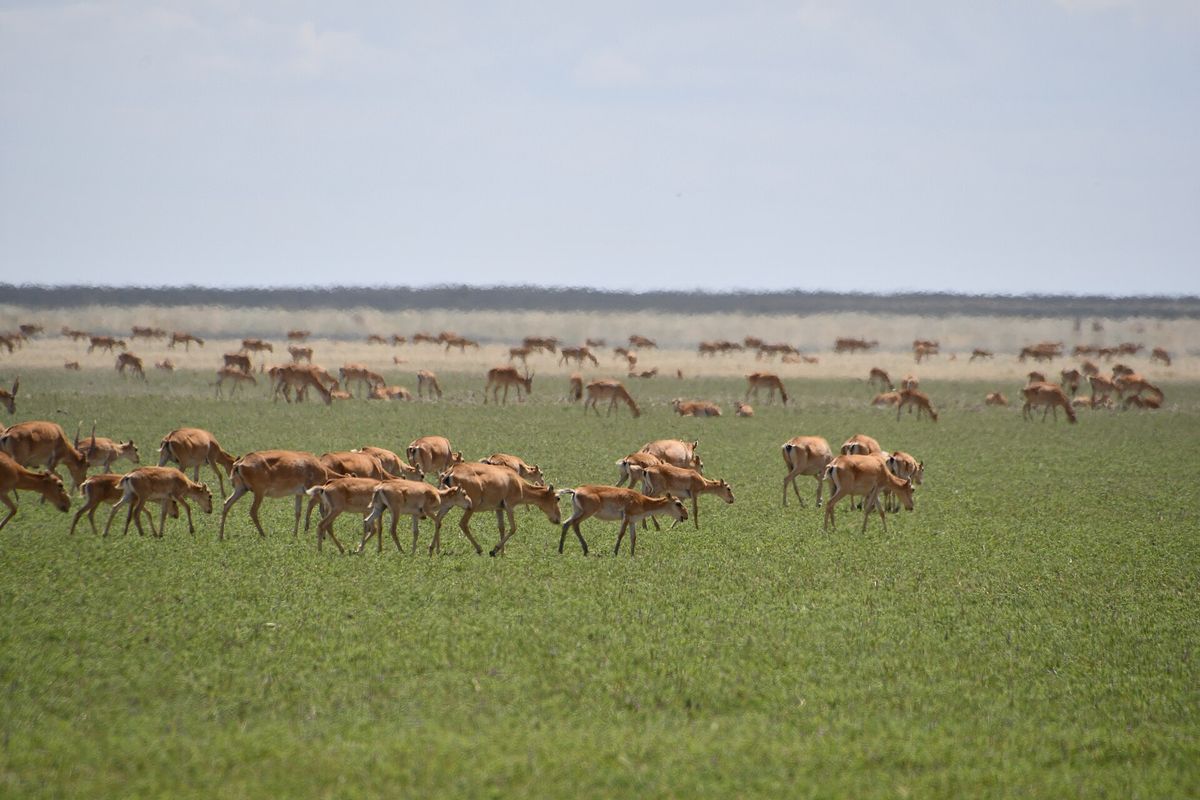 Saiga-Antilopen in Gefahr: Eine unbekannte Seuche in Kasachstan