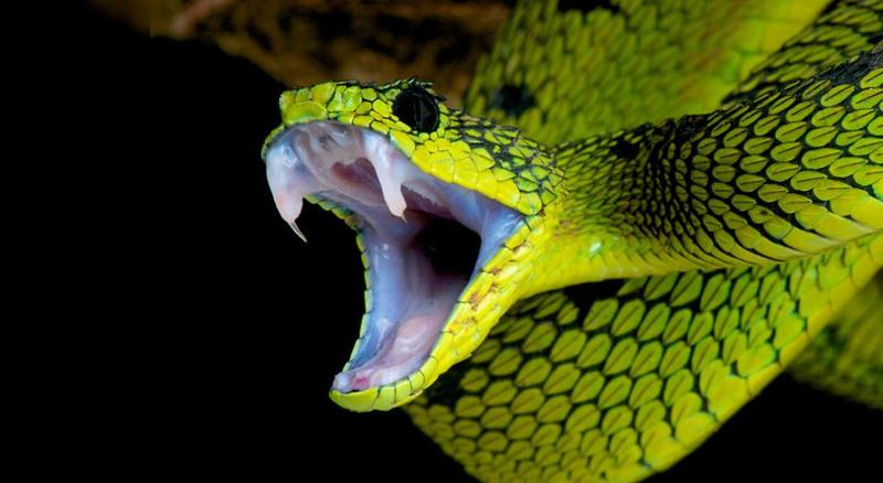 Forscher untersuchen Bissstrategien von Giftschlangen