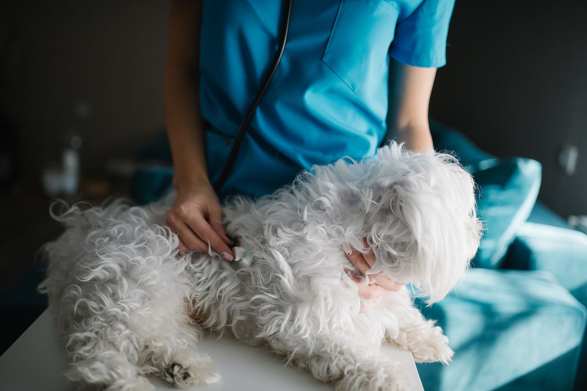 Schmerzen beim Hund erkennen: Wichtige Hinweise