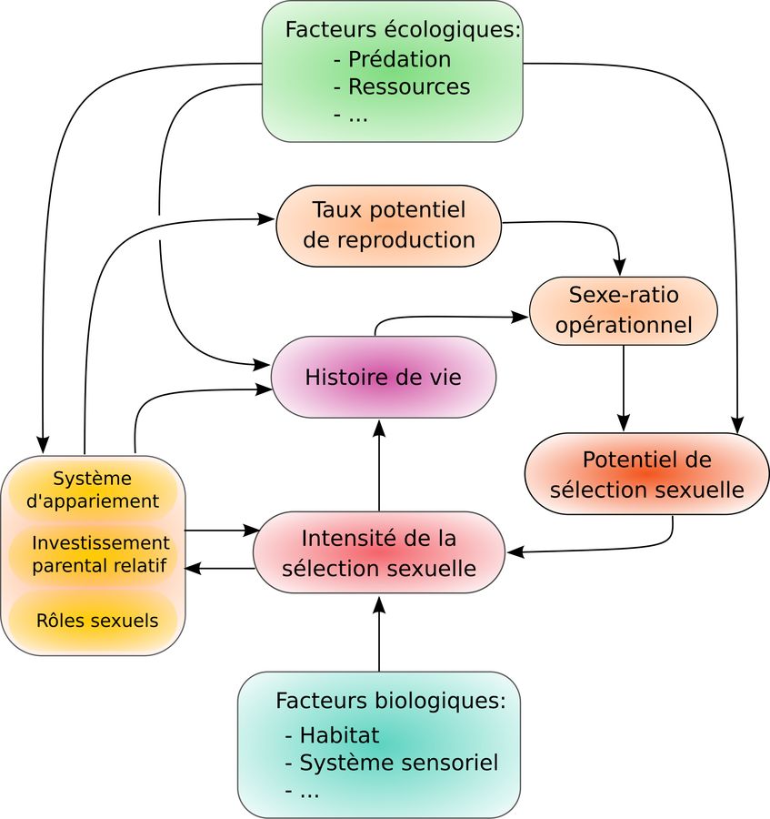 Die Evolution der Penisgröße beim Menschen