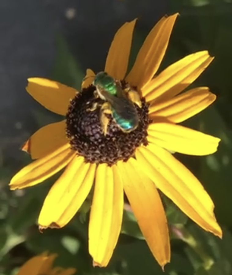 Bienen und ihr Farbwechsel: Wie das Wetter die Farbe verändert