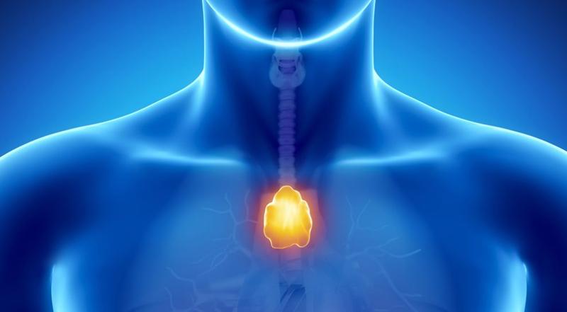Die Thymusdrüse – ein unterschätztes Organ