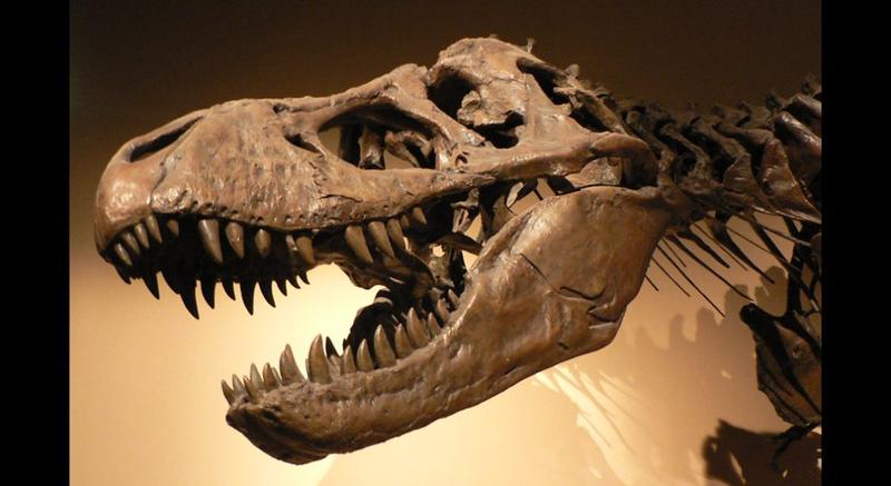 Wie der T. rex zum Riesen wurde