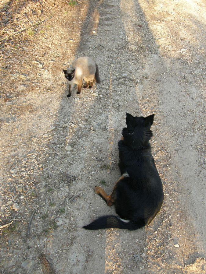 Unterschiede im Hilfeverhalten: Warum Katzen anders ticken als Hunde und Kinder