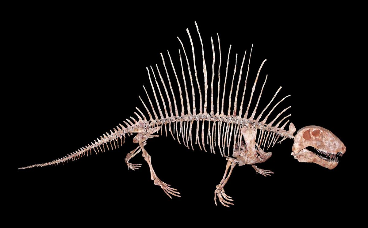 Forscher entdecken uraltes Gewölle eines Raubtiers