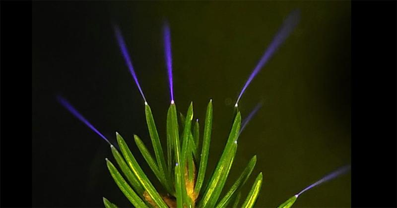 Unsichtbare Lichter an Bäumen bei Gewitter
