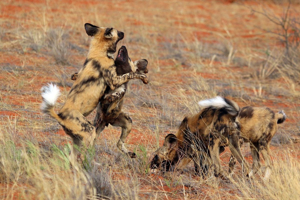 Die wichtige Rolle alter Tiere in der Natur
