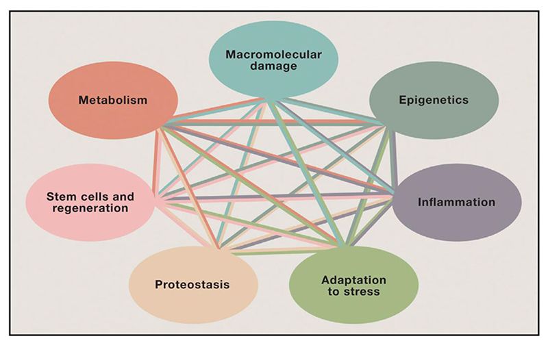 Die biologischen Determinanten der menschlichen Lebensspanne: Eine kritische Analyse somatischer Mutationen