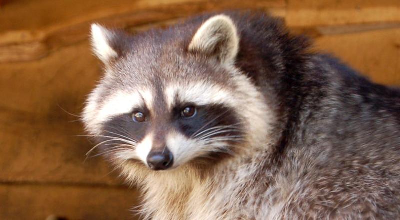 Warum Waschbären so erfolgreich sind