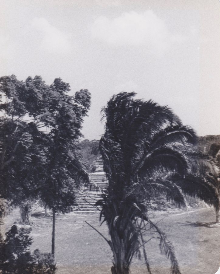 Wie die Maya den Regenwald prägten