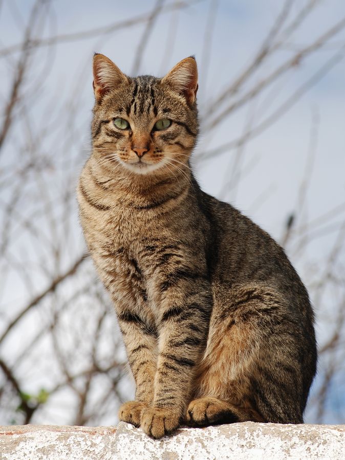Wie kann ich das Wohl meiner Katze richtig einschätzen?