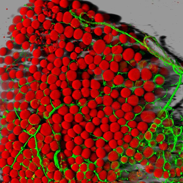 Das Immunsystem und das Abnehmen