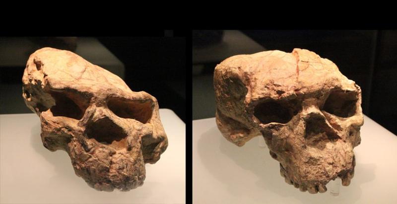 Neue Funde zeigen: Homo erectus kam früher nach Asien